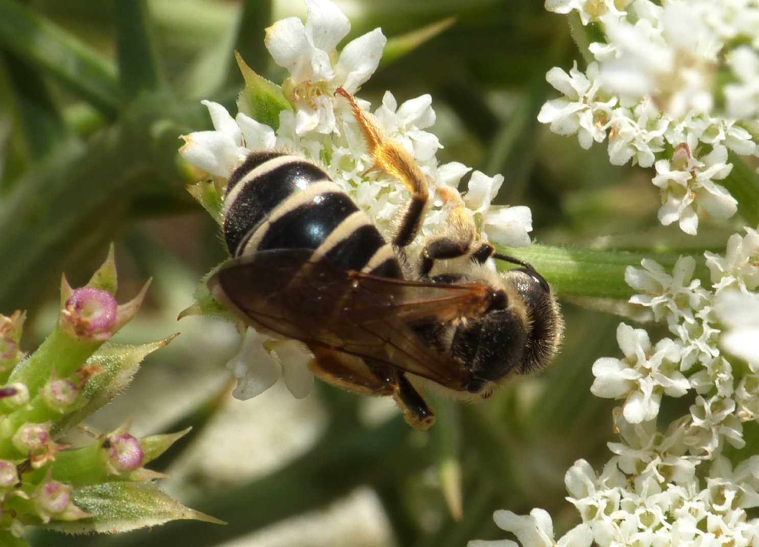 Grosso Apidae Halictinae: Halictus sp.